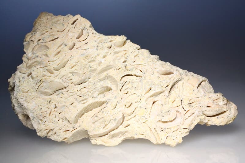 Shell balança pedra calcária do â€ “isolada no branco