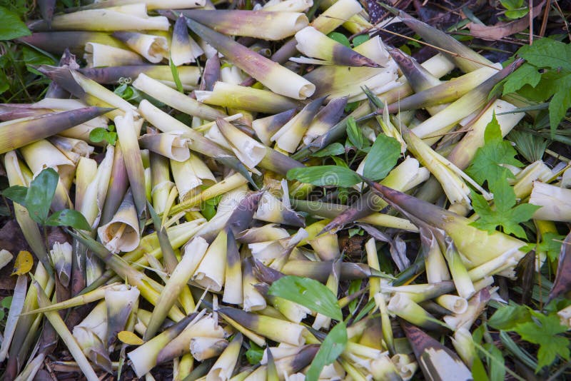 Shell of Bamboo Shoots Composting Fall Leaves, Biomass and Mulch