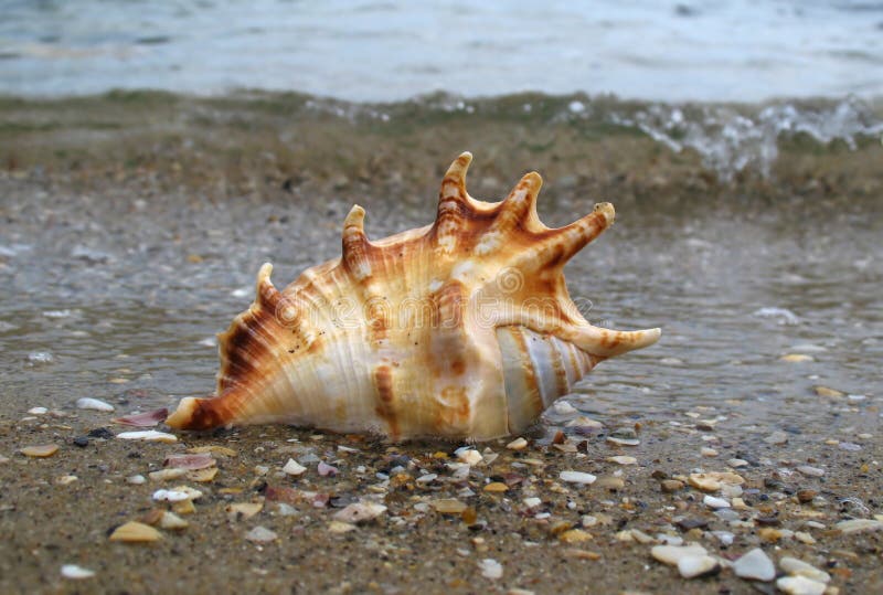 On beach as wave comes in. Bivalve shell stock images, royalty-free photos and pictures