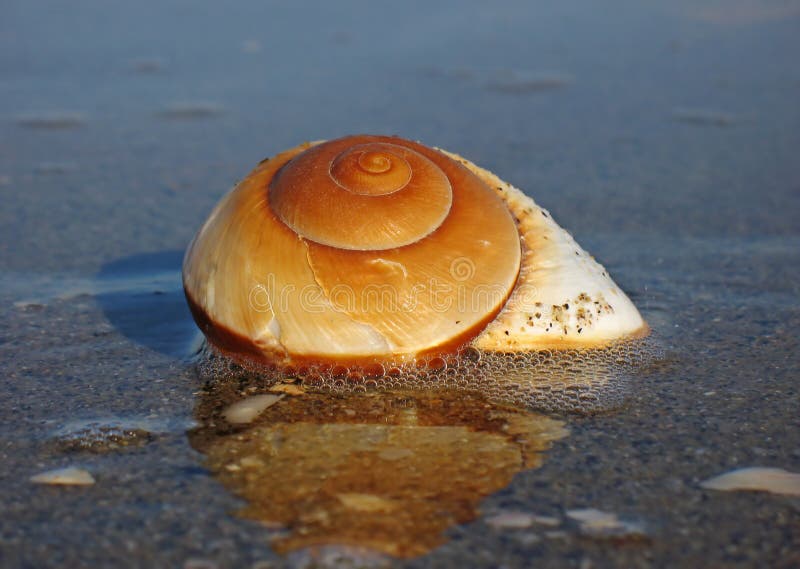 On beach as wave comes in. Bivalve shell stock images, royalty-free photos and pictures