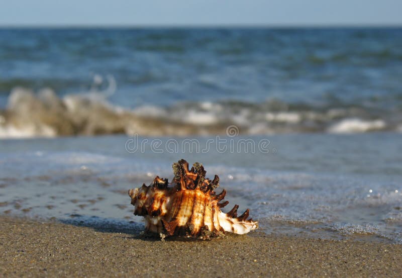 On beach as wave comes in. Bivalve shell stock images, royalty-free photos and pictures