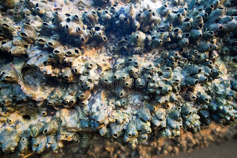 Shell Beach fóssil, cemitério antigo do shell, close-up, Krabi imagem de stock