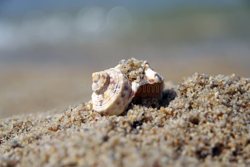 Shell on a Beach Sand. Shellfish on a Beach Shore Stock Image Image