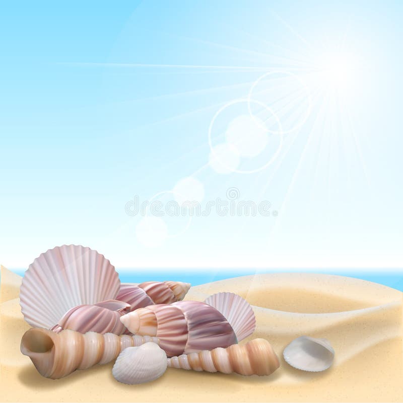 Shell on the beach vector illustration