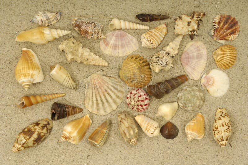 Shell collection in sand