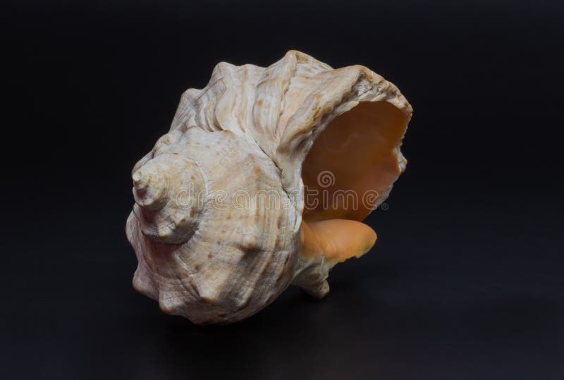 Shell photos stock Shell photos stock