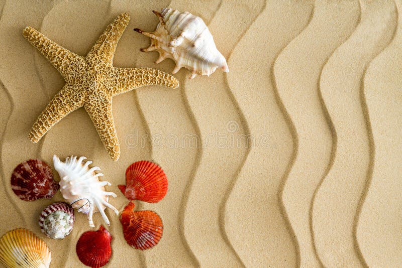 Shell da estrela do mar e do mar na areia ondulada da praia