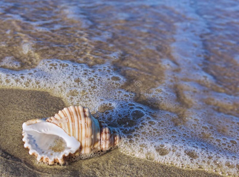 Shell da praia na ressaca