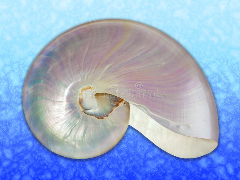 Shell da pérola de um nautilus. imagens de stock royalty free Shell da pérola de um nautilus. imagens de stock royalty free