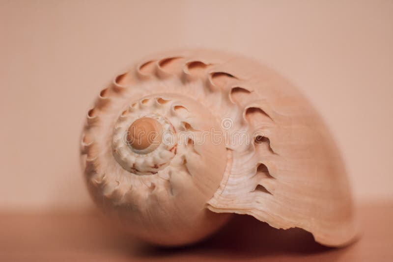 Shell de tonificação pastel que encontra-se em placas de madeira