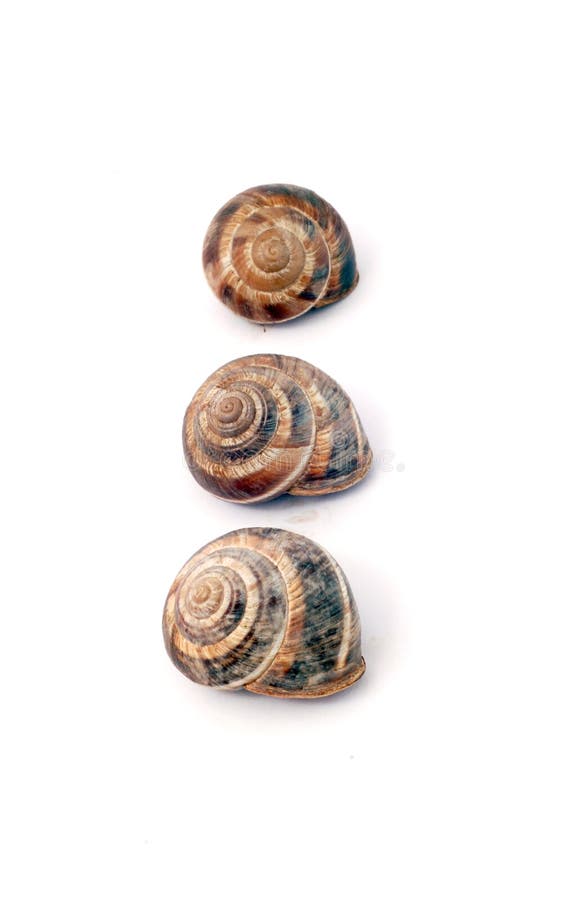 Shell do caracol de jardim (aspersa da hélice) imagens de stock royalty free Shell do caracol de jardim (aspersa da hélice) imagens de stock royalty free