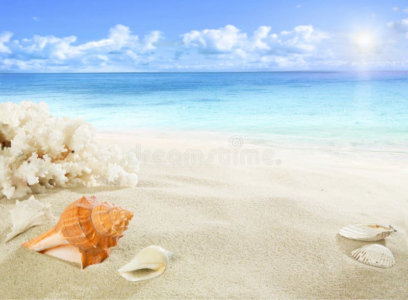 Shell e coral na praia foto de stock Shell e coral na praia foto de stock