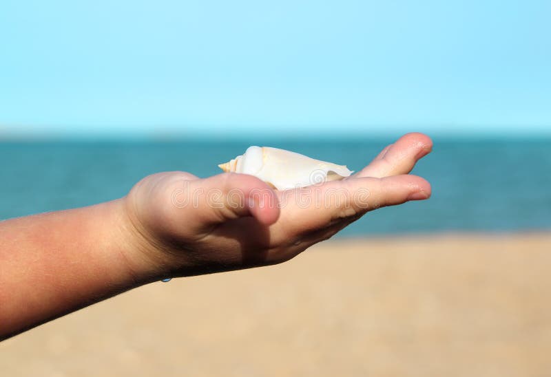 Shell en palma del bebé en fondo del mar imagen de archivo libre de regalías Shell en palma del bebé en fondo del mar imagen de archivo libre de regalías