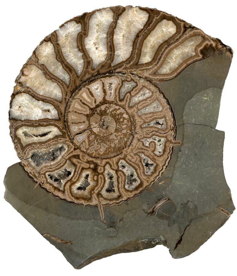 Shell fóssil da amonite isolado no fundo branco fotografia de stock