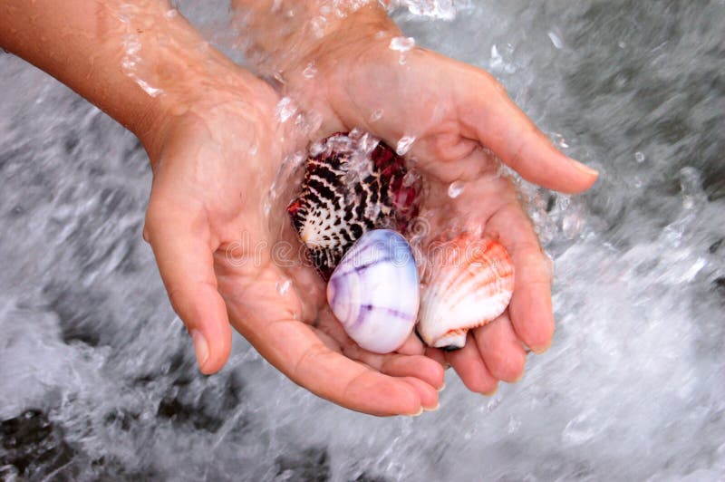 Shell in hands