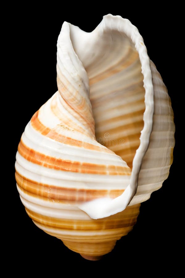 Shell isolated