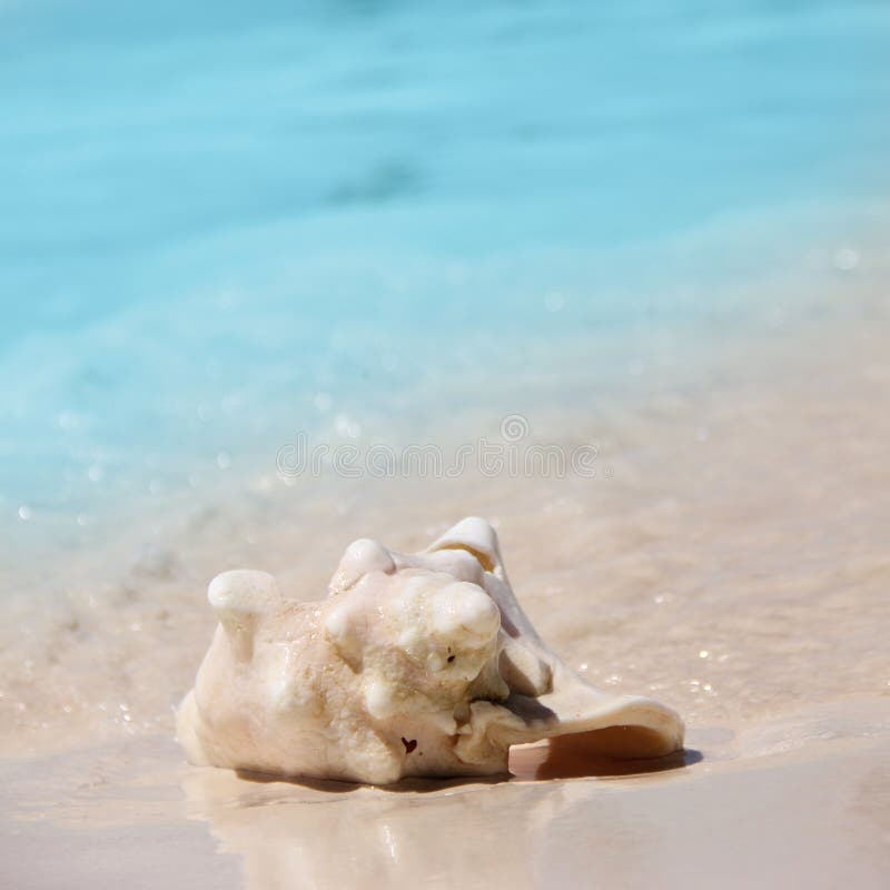 Shell ligt op het Caraïbische overzees Shell ligt op het witte zand tegen het turkooise water Vierkante foto Plaats voor etikette stock foto Shell ligt op het Caraïbische overzees Shell ligt op het witte zand tegen het turkooise water Vierkante foto Plaats voor etikette stock foto