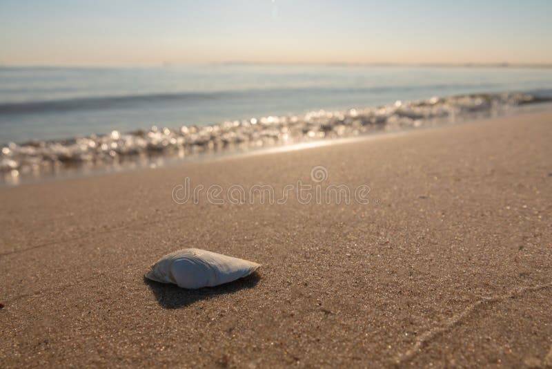 Shell ligt op het strand van de Oostzee stock foto's Shell ligt op het strand van de Oostzee stock foto's