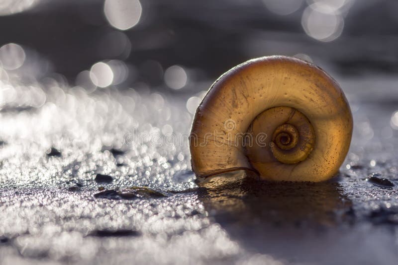 Shell na praia em raios do luminoso do sol de ajuste imagens de stock Shell na praia em raios do luminoso do sol de ajuste imagens de stock