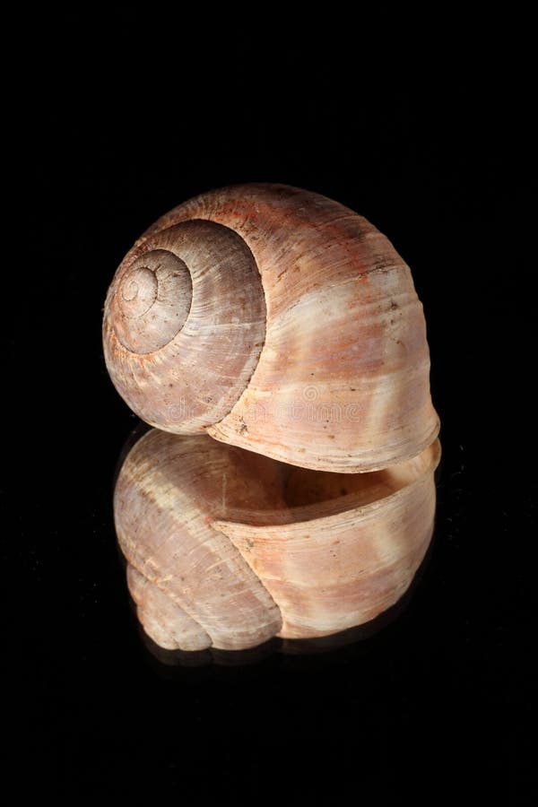 Shell reflector del caracol
