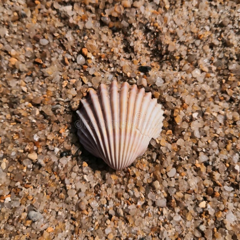 Shell On Sand. shell on the sand. seashell on the sand on the beach on a sunny day.