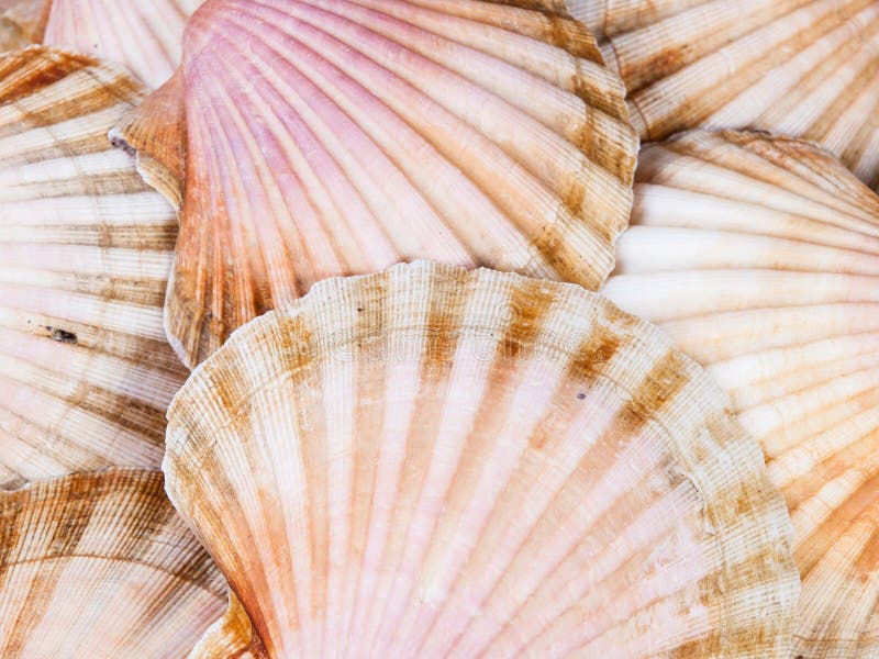 Shell scallops background stock photos Shell scallops background stock photos