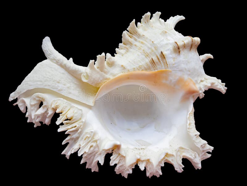 Shell of A Sea Mollusk Murex Ramosus, Chicoreus, Close-Up. Isolated On Black Background