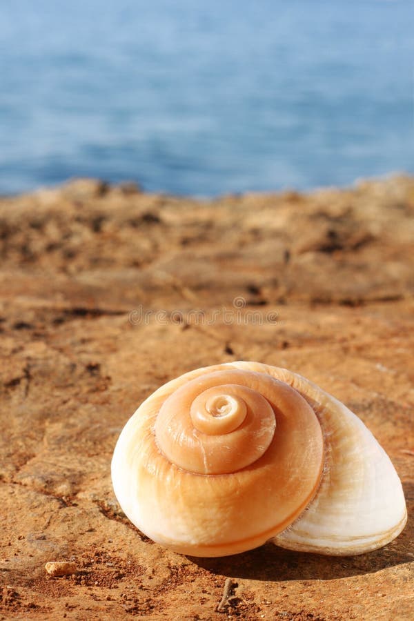 Shell of a sea snail