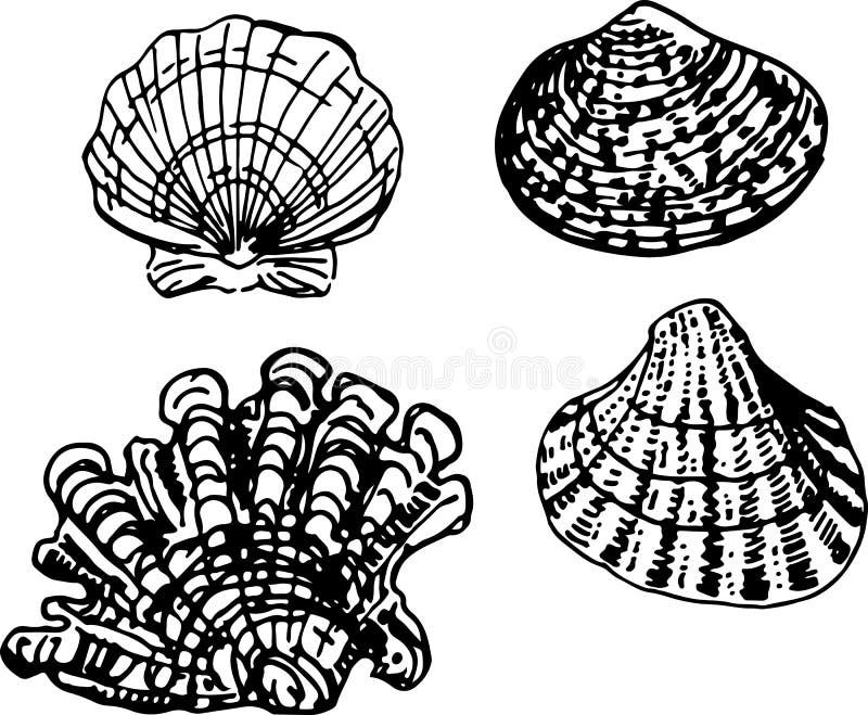 Shell set. Стилизация ракушки в дизайне. Shell illustration. Rice in Shell illustration.