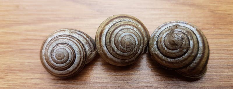Shell snail nature spiral shape closeup garden animal