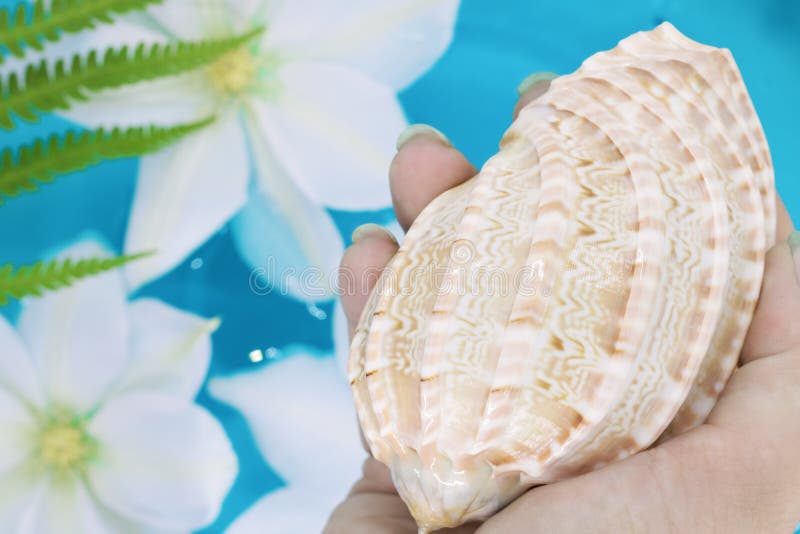 shell ter beschikking, tegen de achtergrond van witte bloemen die in blauw water, tropische kleuren drijven royalty-vrije stock foto shell ter beschikking, tegen de achtergrond van witte bloemen die in blauw water, tropische kleuren drijven royalty-vrije stock foto