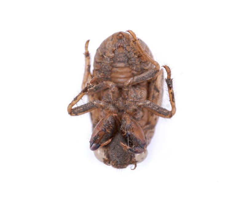 Shell van de cicadenimf exuvum Periodieke cicadetotstandkoming Exoskeleton van metamorfosenimfen Larve Ha royalty-vrije stock afbeelding Shell van de cicadenimf exuvum Periodieke cicadetotstandkoming Exoskeleton van metamorfosenimfen Larve Ha royalty-vrije stock afbeelding