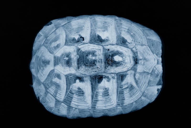 Shell van de schildpad röntgenstraal royalty-vrije stock foto's Shell van de schildpad röntgenstraal royalty-vrije stock foto's