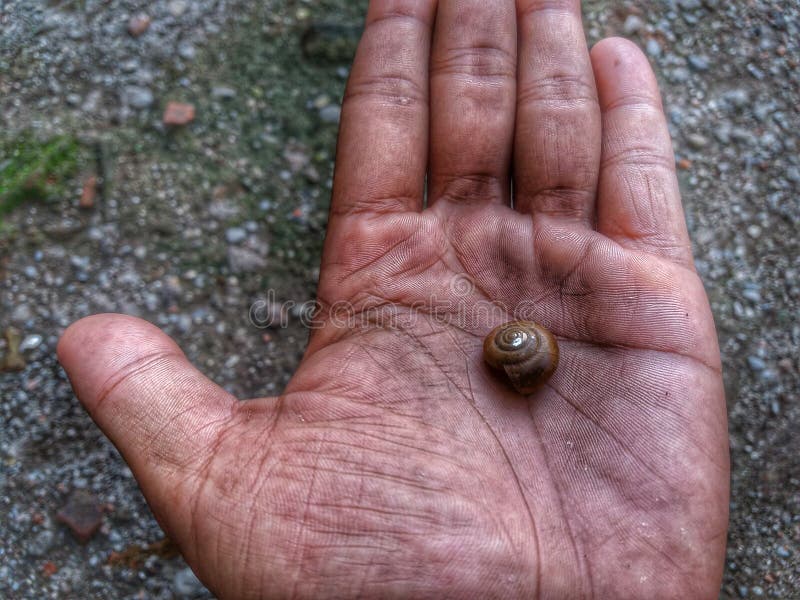 Shells Live on the Sand. Living Thing on the Thailand`s Beach Stock