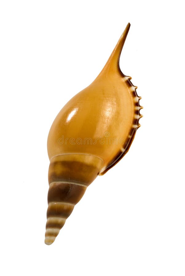 A shell from white background