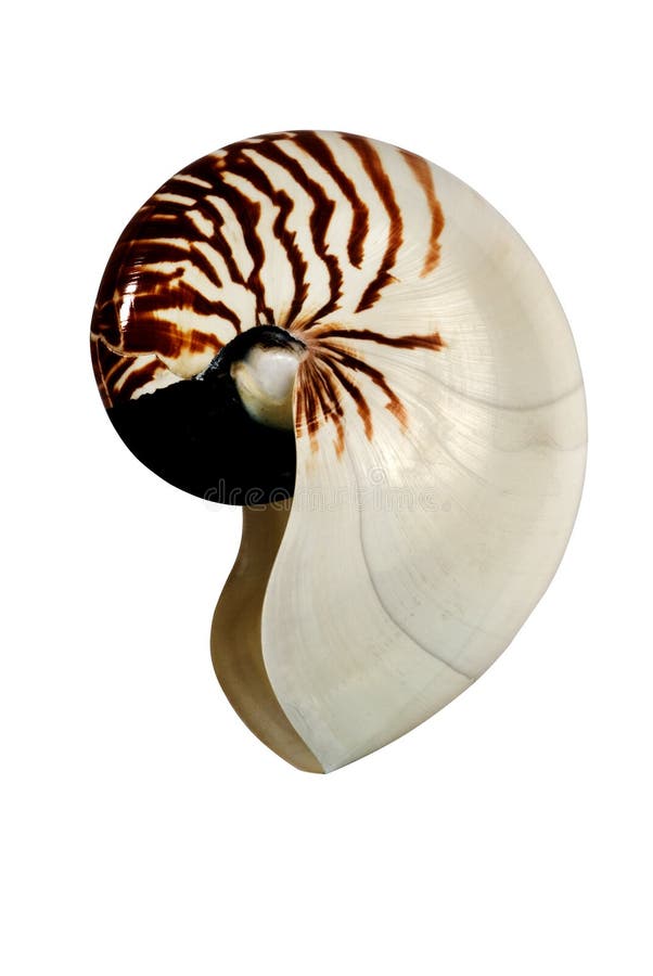 A shell from white background