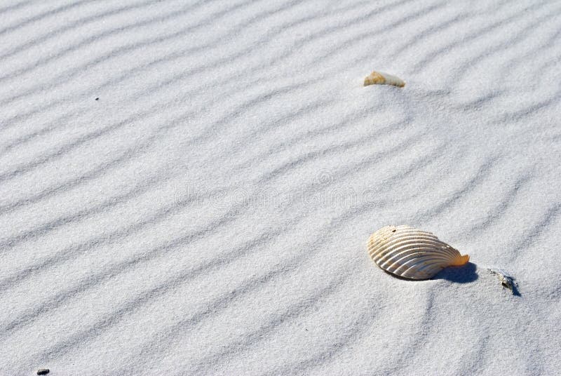 Shell among the White Sand