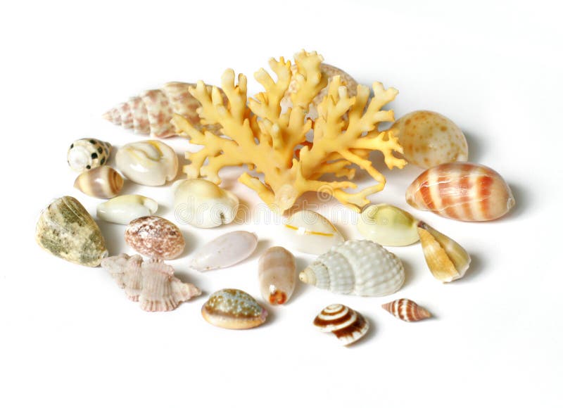 Shell y coral del mar aislados en blanco foto de archivo