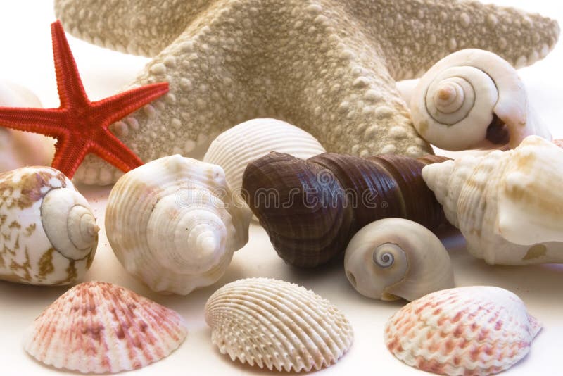 Shells isolated on a white background. Shells isolated on a white background