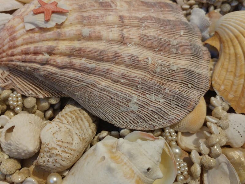 Shelles del mar