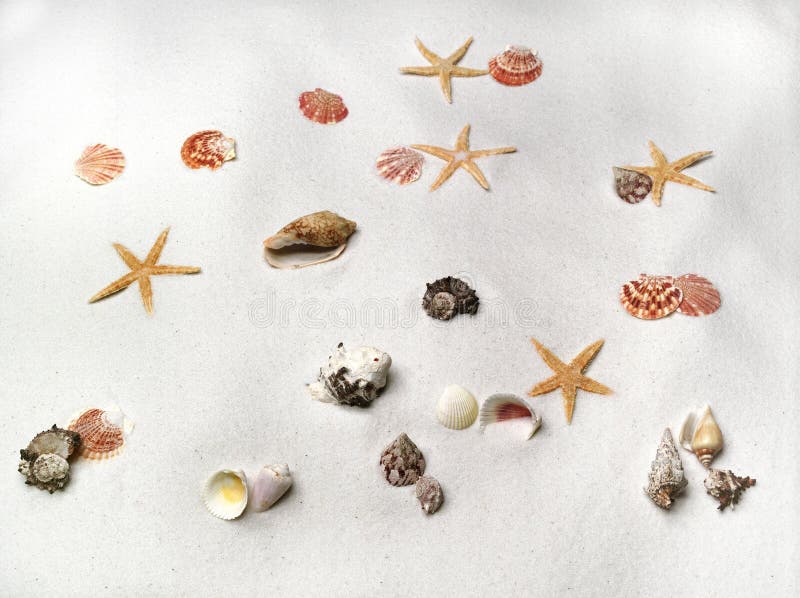 Shelles y estrellas. Shelles del mar en la playa