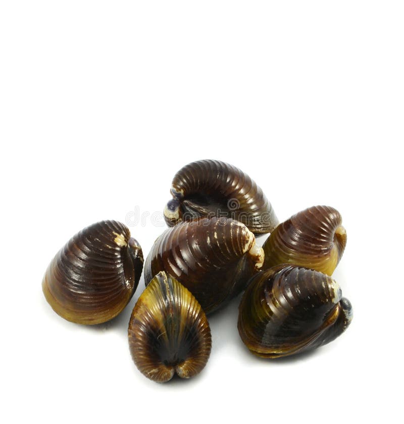 Shellfish stock photo. Image of clams, crustacean, closeup 98114682