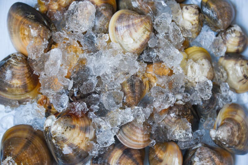 Shellfish enamel venus shell Seafood Clams ice bucket in the supermarket