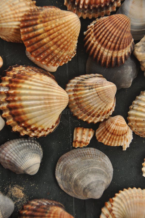 Shellfish, Snails from the Mediterranean Sea on the Beach in Italy