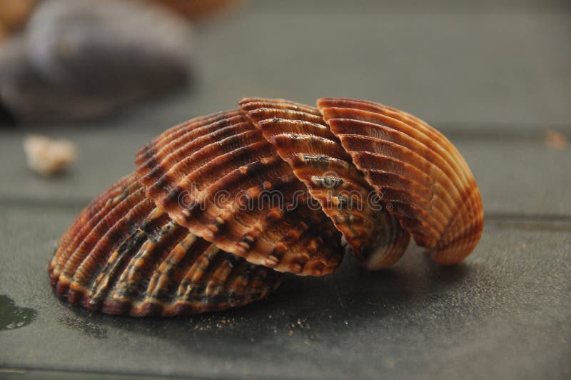 Shellfish, Snails from the Mediterranean Sea on the Beach in Italy