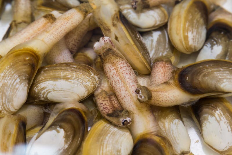 Shellfish Such As Clams are Allergic To Some People Stock Image Image