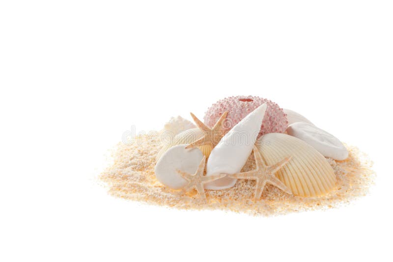 Sand and shell of white background. Bivalve shell stock images, royalty-free photos and pictures