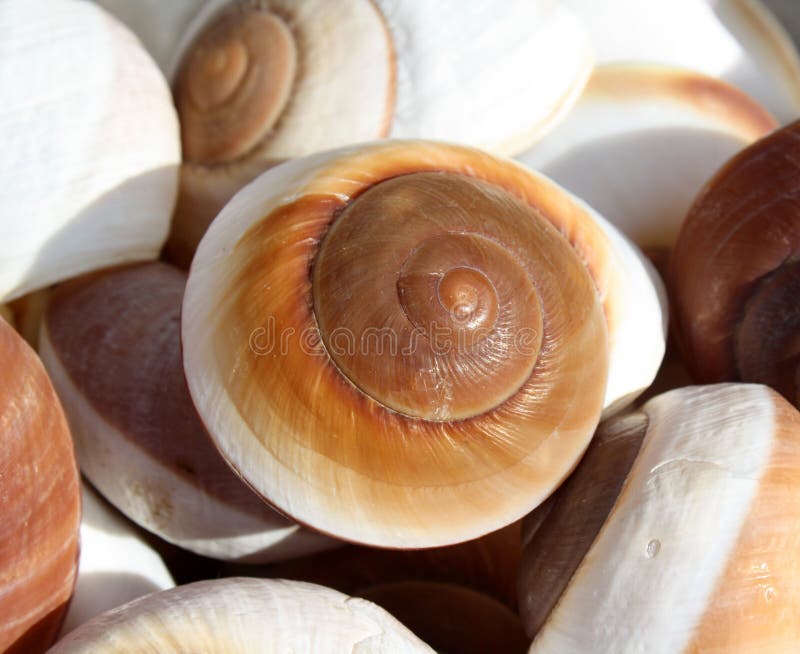 A few curly shells in the sunshine