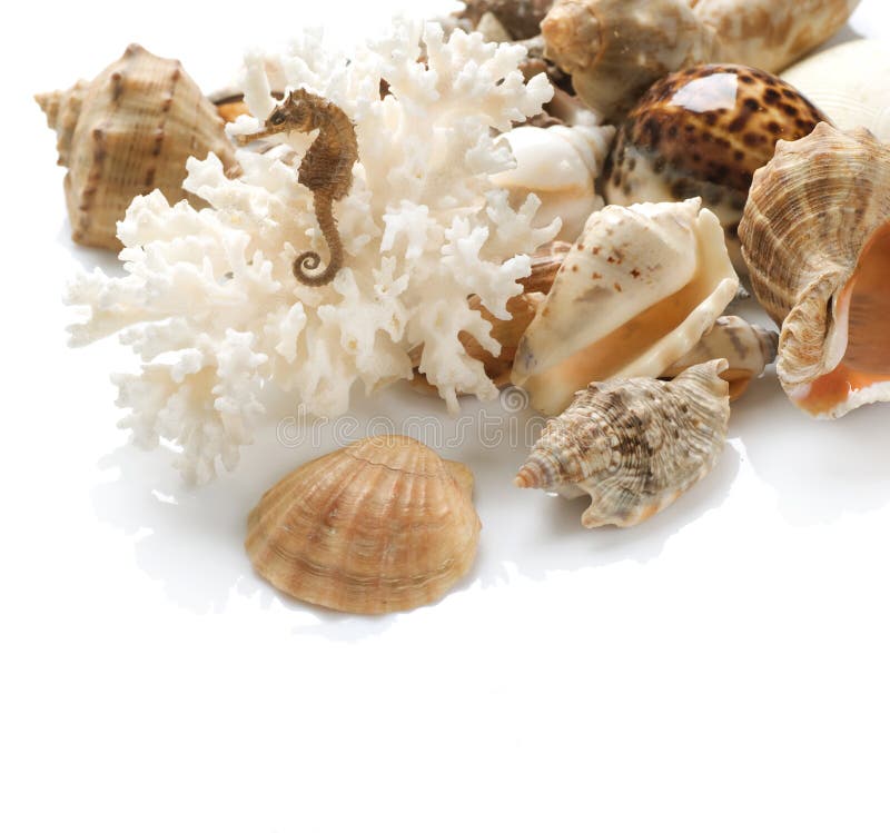 Sea Shells isolated on a white background