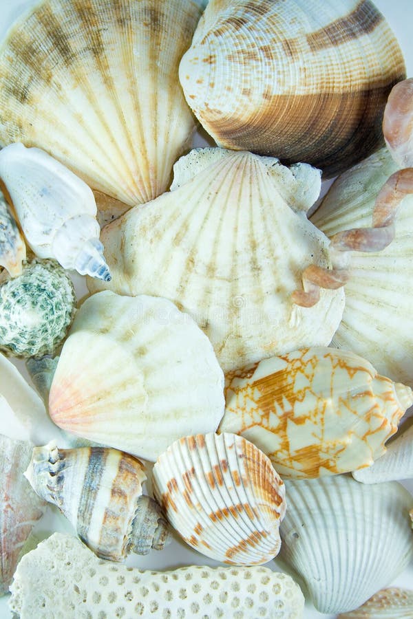 Shells.